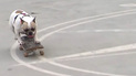 Cachorra skatista faz sucesso nas redes sociais com seus equipamentos (Reprodução)